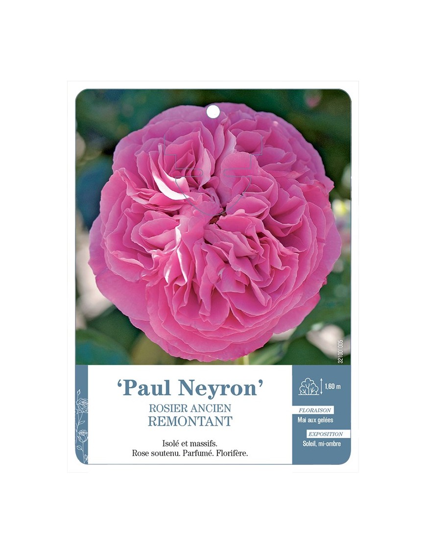 Rosier ancien Paul Neyron