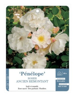 Rosier ancien Pénélope