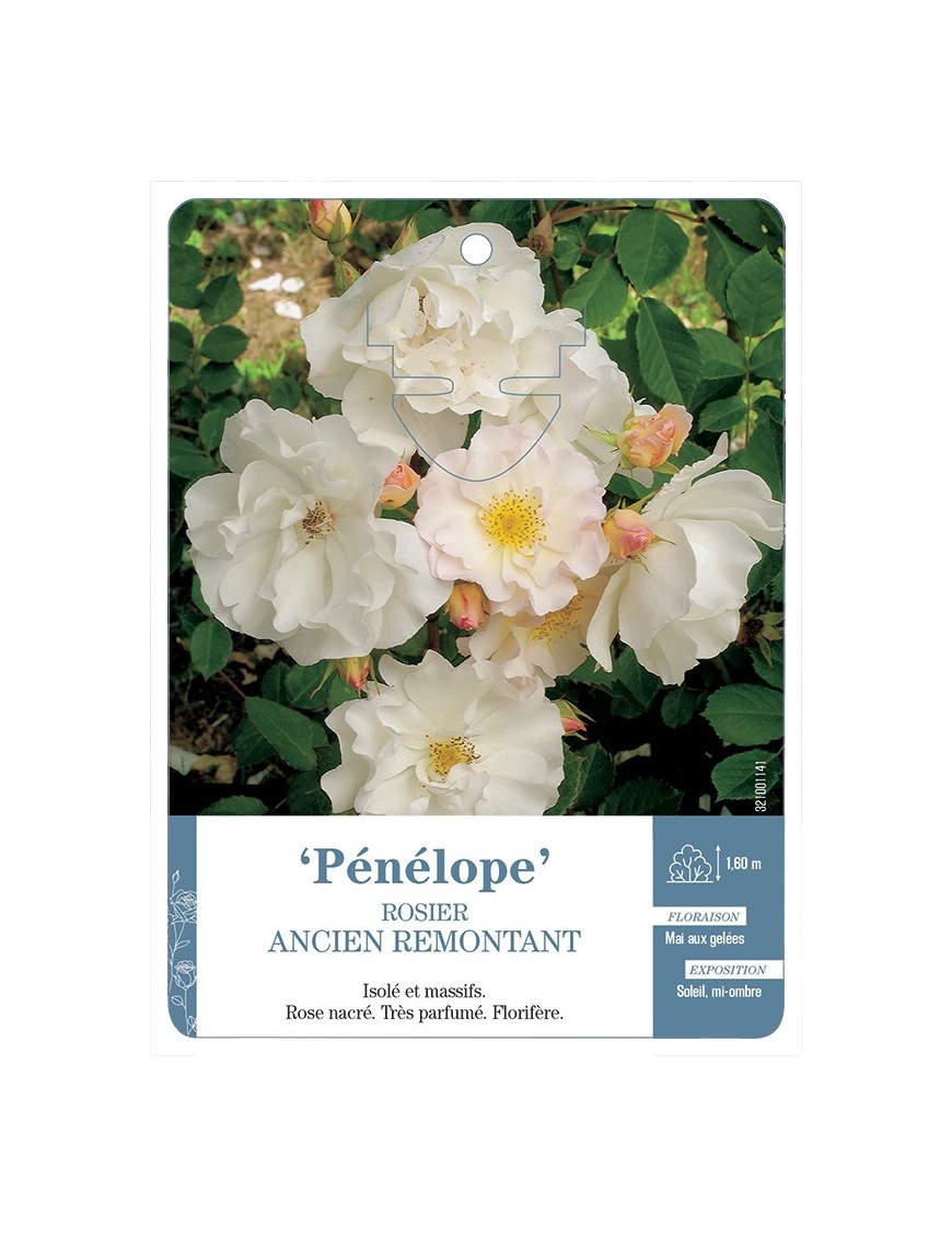 Rosier ancien Pénélope