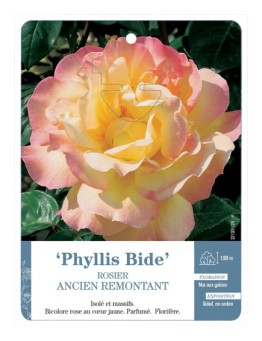 Rosier ancien Phyllis Bide