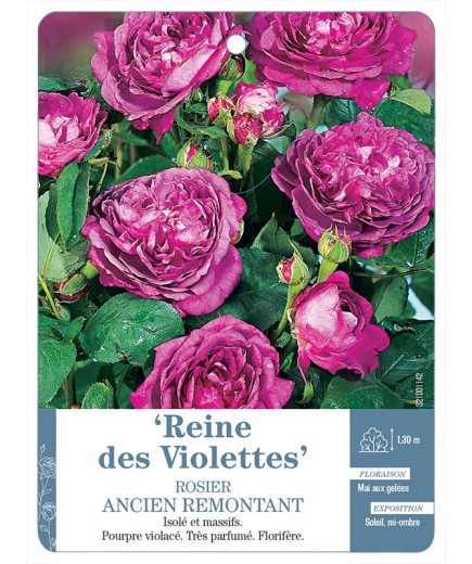 Rosier ancien Reine des Violettes