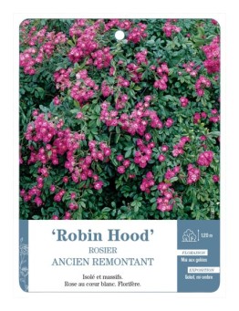 Rosier ancien Robin Hood