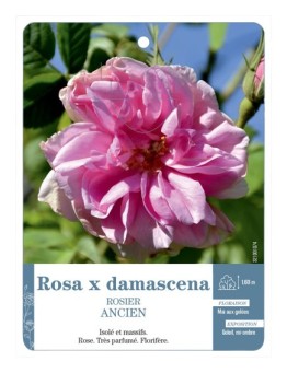 Rosier ancien Rosa x damascena