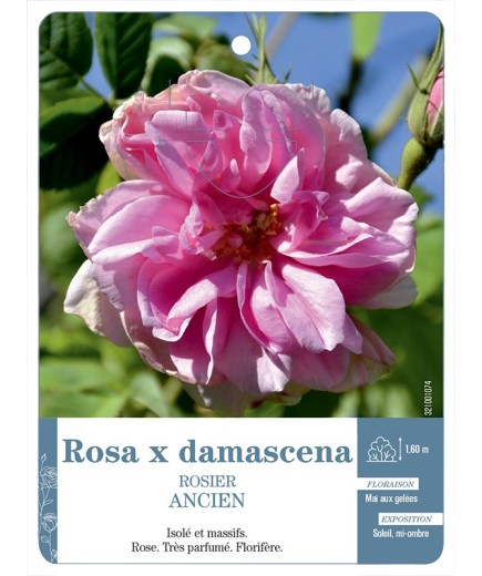 Rosier ancien Rosa x damascena