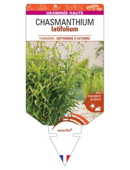 CHASMANTHIUM latifolium