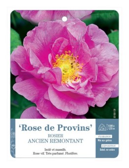 Rosier ancien Rose de Provins