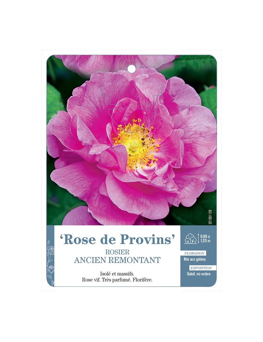 Rosier ancien Rose de Provins