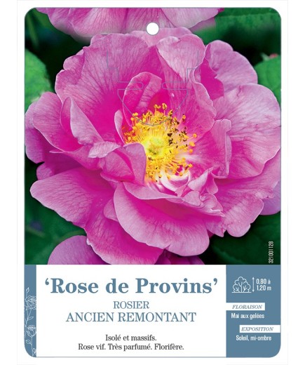 Rosier ancien Rose de Provins