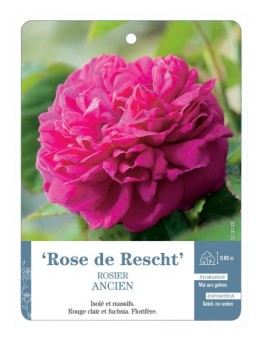 Rosier ancien Rose de Rescht