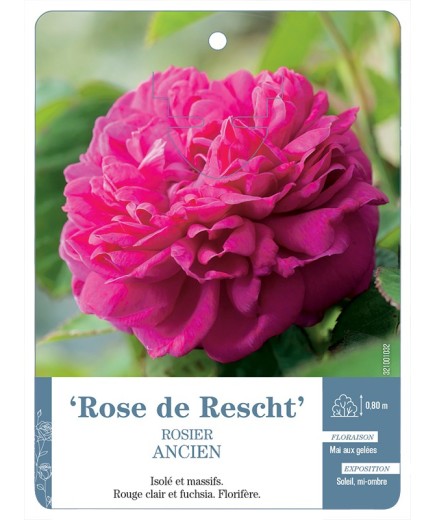 Rosier ancien Rose de Rescht