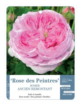 Rosier ancien Rose des Peintres