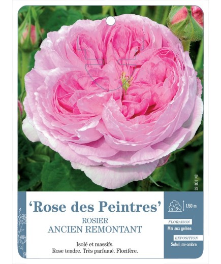 Rosier ancien Rose des Peintres