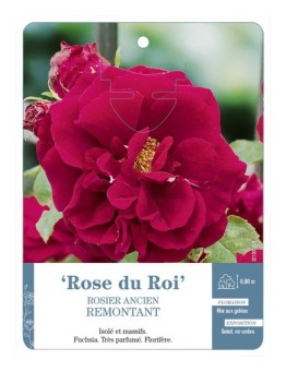 Rosier ancien Rose du Roi
