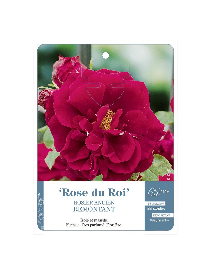Rosier ancien Rose du Roi