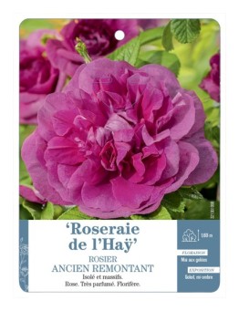 Rosier ancien Roseraie de l'Haÿ