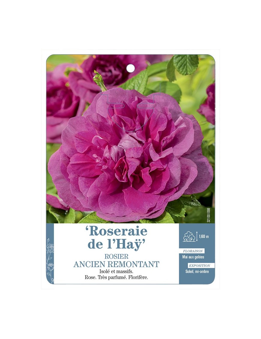 Rosier ancien Roseraie de l'Haÿ