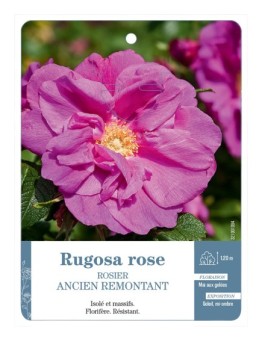 Rosier ancien Rugosa rose
