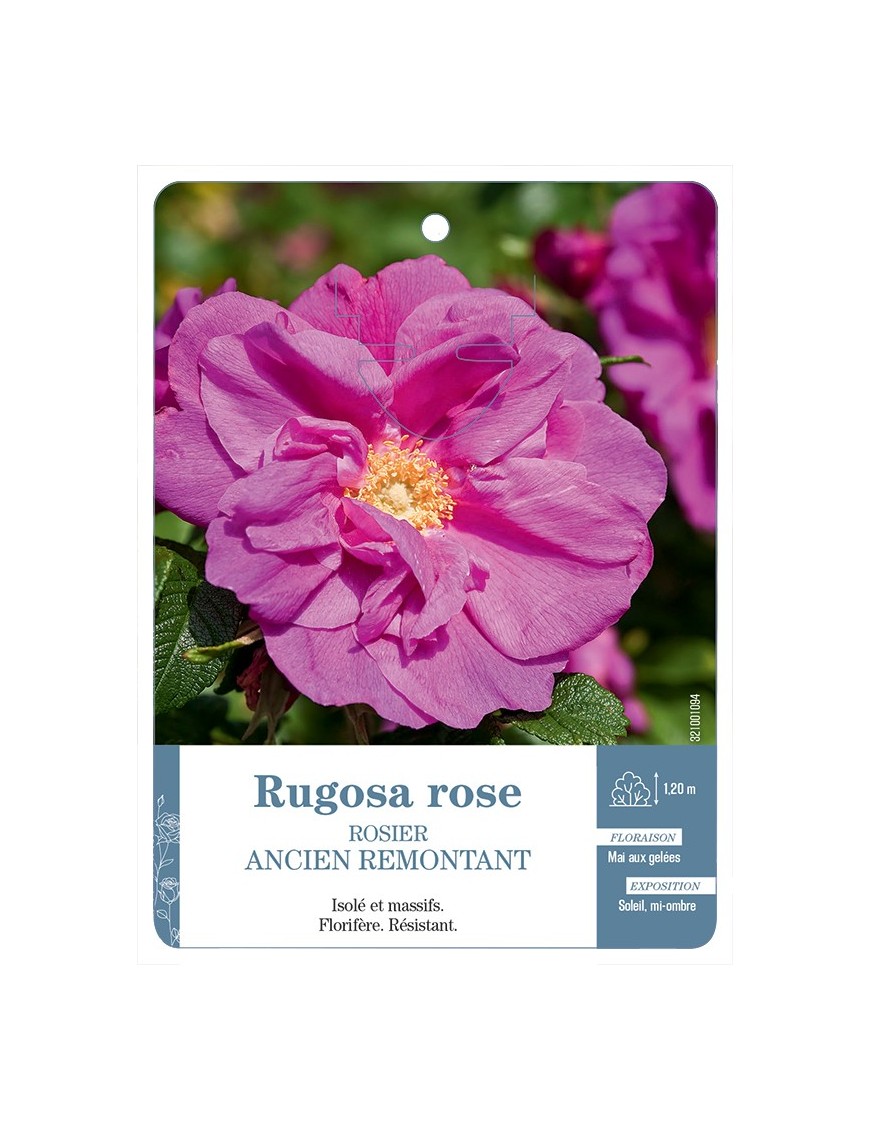 Rosier ancien Rugosa rose