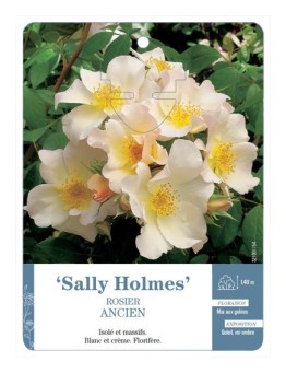Rosier ancien Sally Holmes