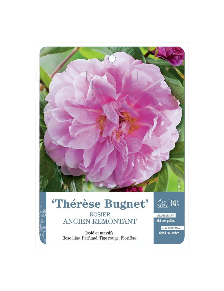 Rosier ancien Thérèse Bugnet
