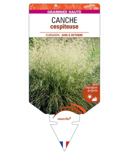 DESCHAMPSIA cespitosa voir Canche cespiteuse