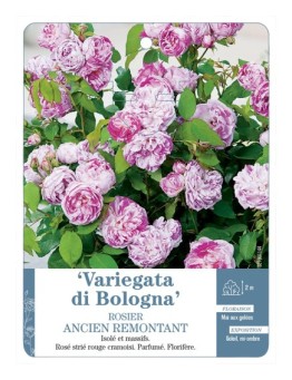 Rosier ancien Variegata di Bologna