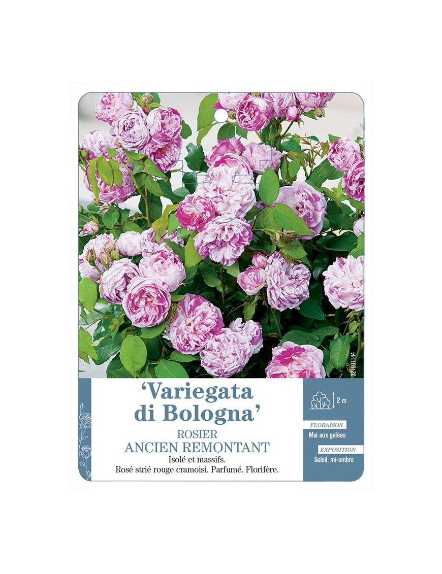 Rosier ancien Variegata di Bologna