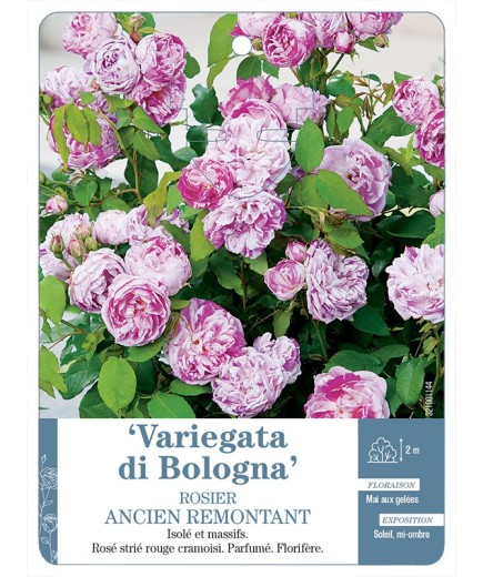 Rosier ancien Variegata di Bologna