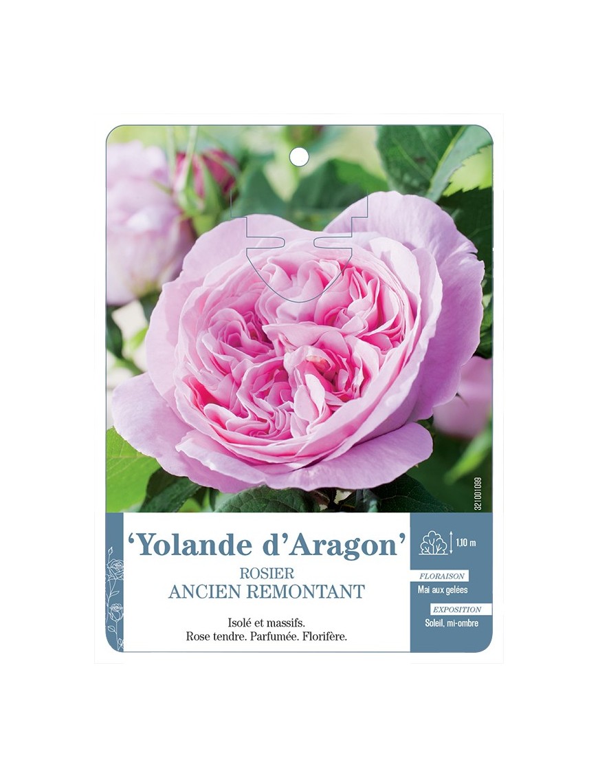 Rosier ancien Yolande d'Aragon