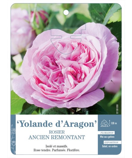 Rosier ancien Yolande d'Aragon