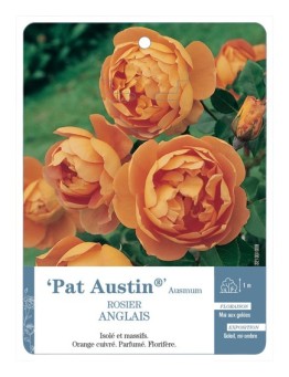 Rosier anglais Pat Austin® Ausmum