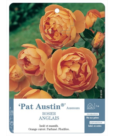 Rosier anglais Pat Austin® Ausmum