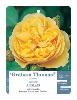 Rosier anglais Graham Thomas® Ausmas