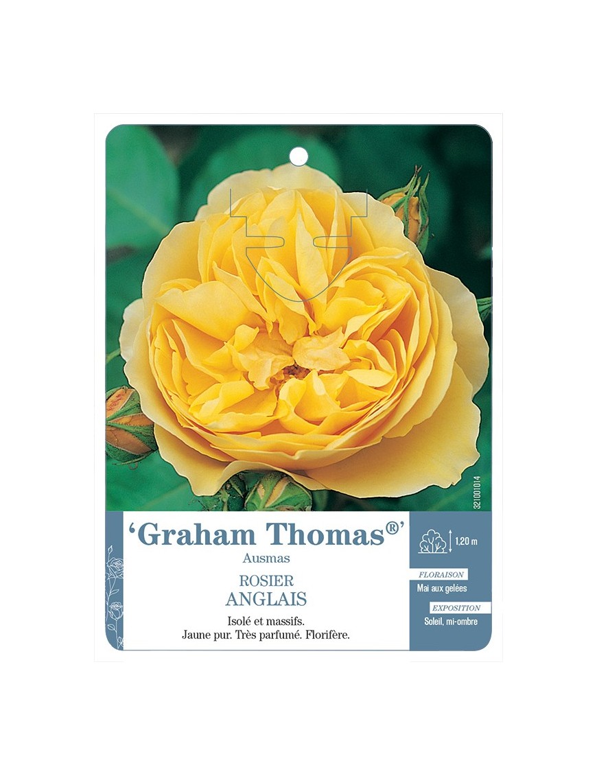 Rosier anglais Graham Thomas® Ausmas