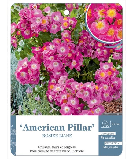 Rosier liane American Pillar