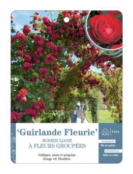 Rosier liane Guirlande Fleurie