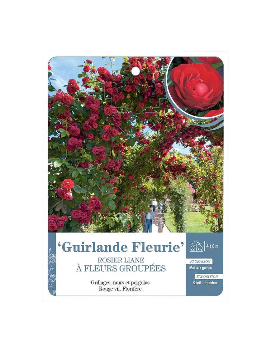 Rosier liane Guirlande Fleurie
