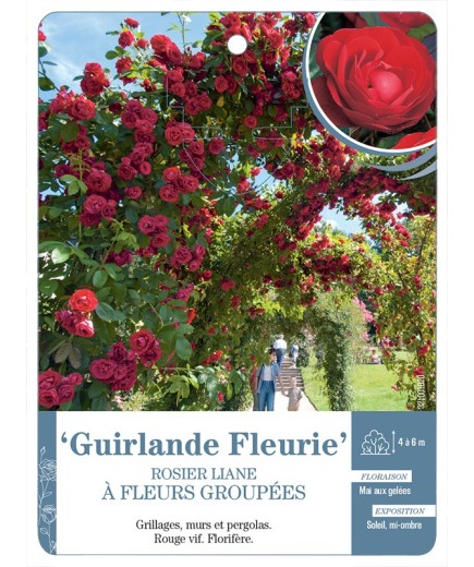 Rosier liane Guirlande Fleurie