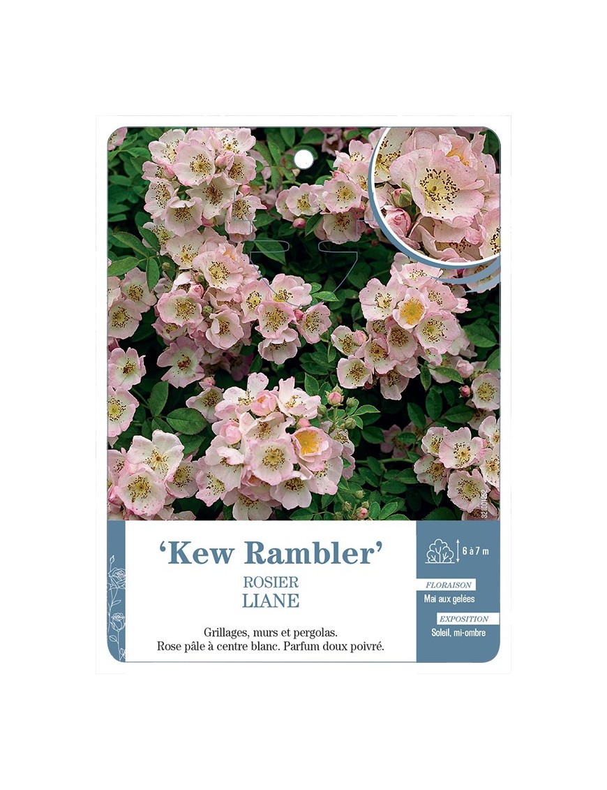 Rosier liane Kew Rambler