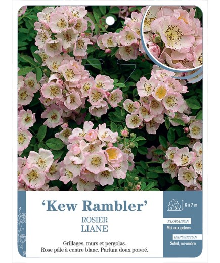 Rosier liane Kew Rambler