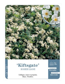 Rosier liane Kiftsgate