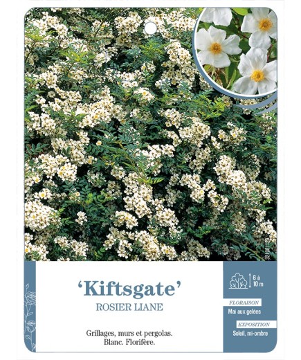 Rosier liane Kiftsgate