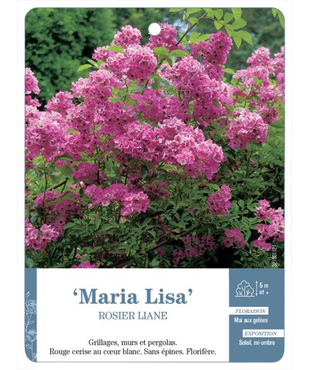 Rosier liane Maria Lisa