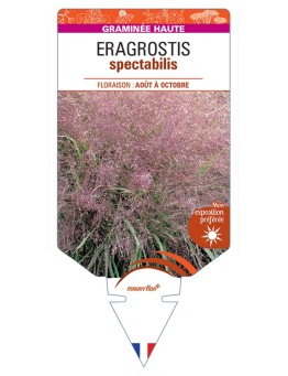 ERAGROSTIS spectabilis