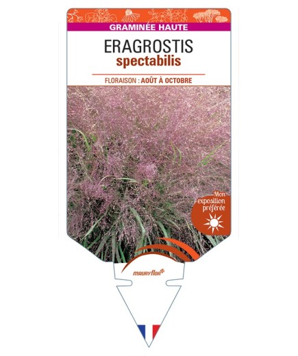 ERAGROSTIS spectabilis