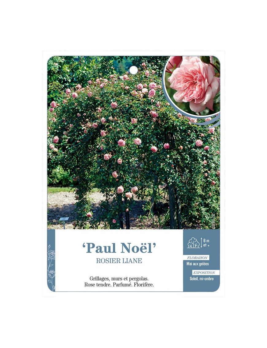 Rosier liane Paul Noël