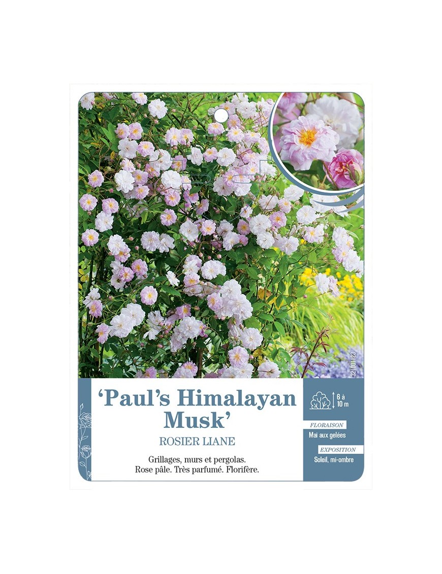 Rosier liane Paul's Himalayan Musk