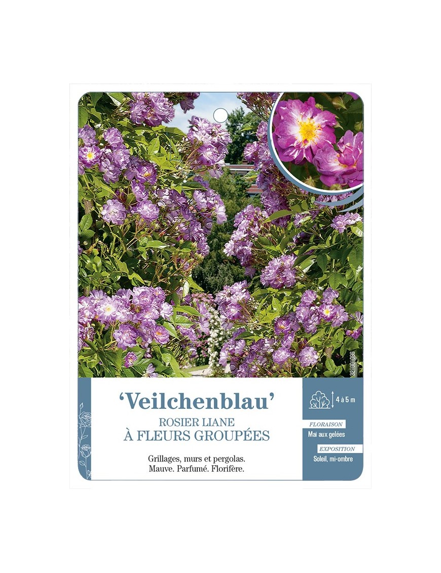 Rosier liane Veilchenblau