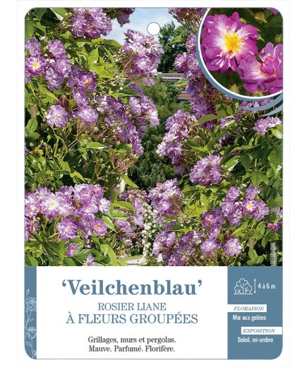 Rosier liane Veilchenblau