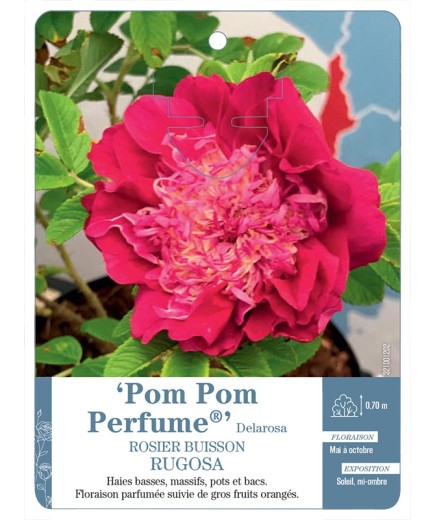 Rosier rugosa Pom Pom Perfume® Delarosa